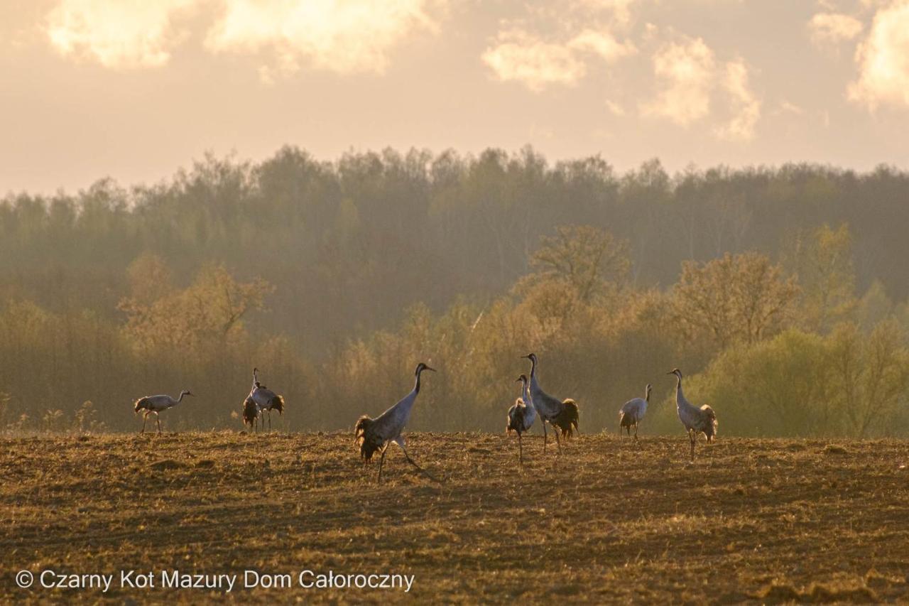 Czarny Kot Mazury Dom Caloroczny * Malkinie